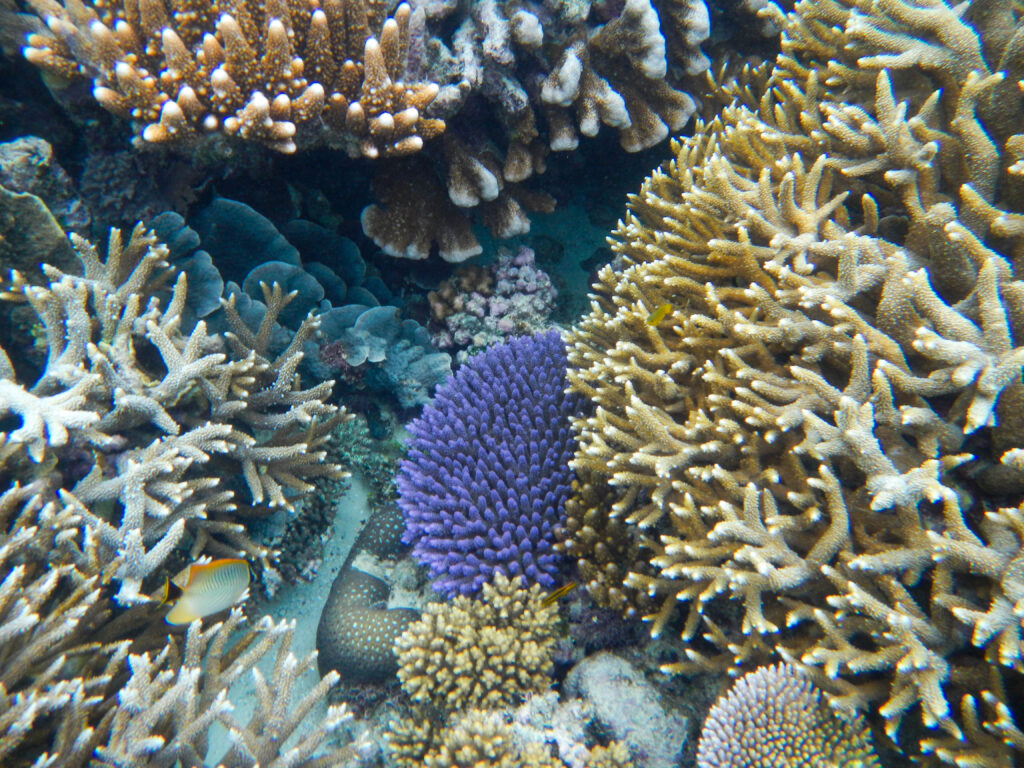 The Great Barrier Reef in Australia in 2012 / Lisa McManus