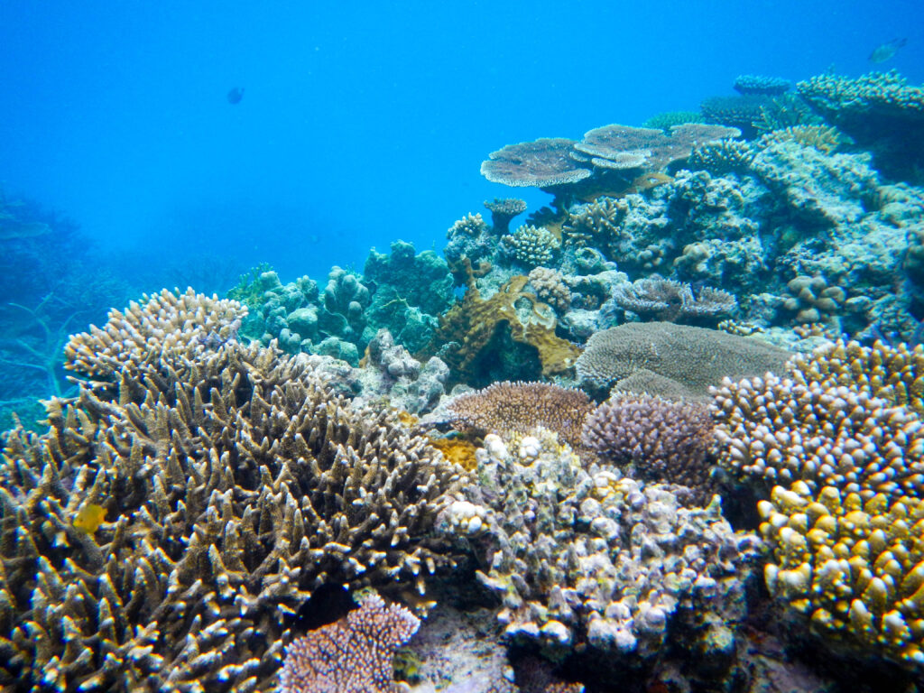 The Great Barrier Reef in Australia in 2012 / Lisa McManus