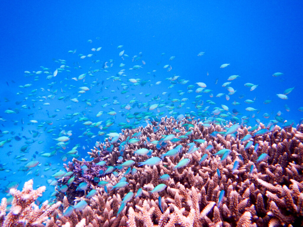 The Great Barrier Reef in Australia in 2012 / Lisa McManus