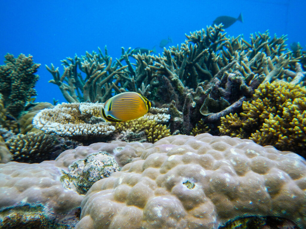 The Great Barrier Reef in Australia in 2012 / Lisa McManus