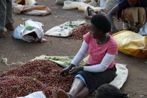 Coffee sorting after harvest