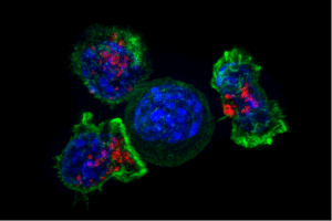 A super resolution image showing killer T cells (blue, red) surrounding cancer cells (blue) | Image: National Institute of Health