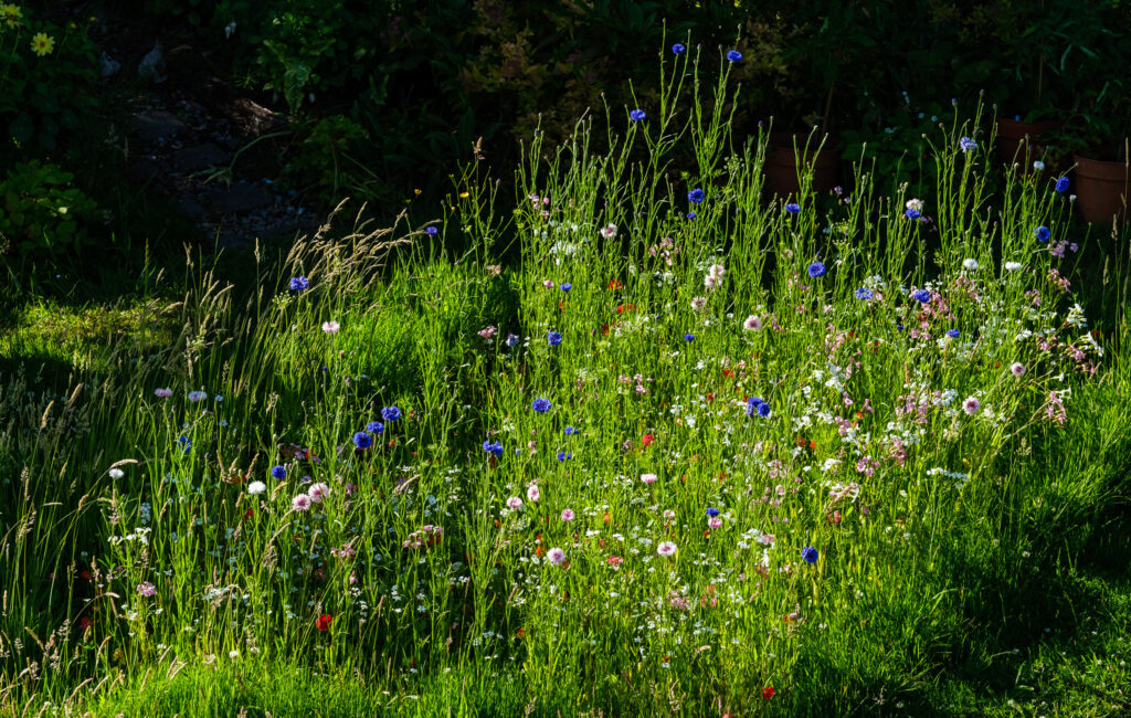 A lawn after No Mow May | Image: Flickr / alh1