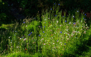 A lawn after No Mow May | Image: Flickr / alh1