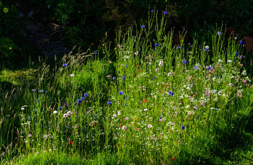 A lawn after No Mow May | Image: Flickr / alh1