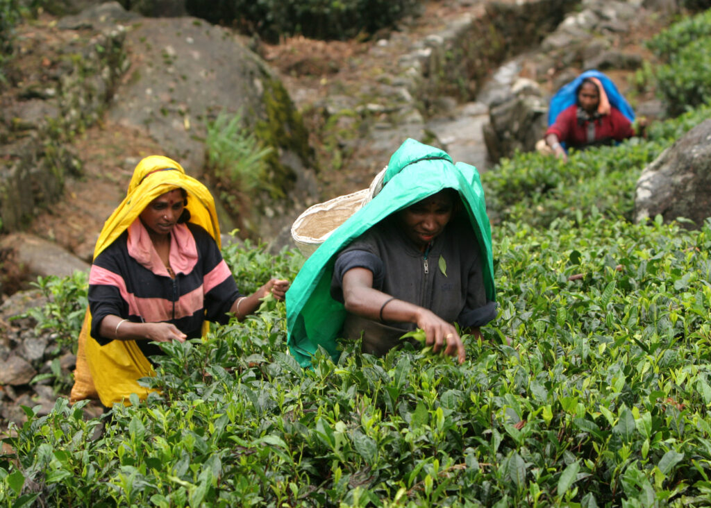 Tea harvesting in Sri Lanka | Image: planetlight