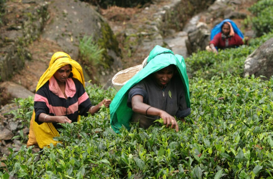 Tea harvesting in Sri Lanka | Image: planetlight