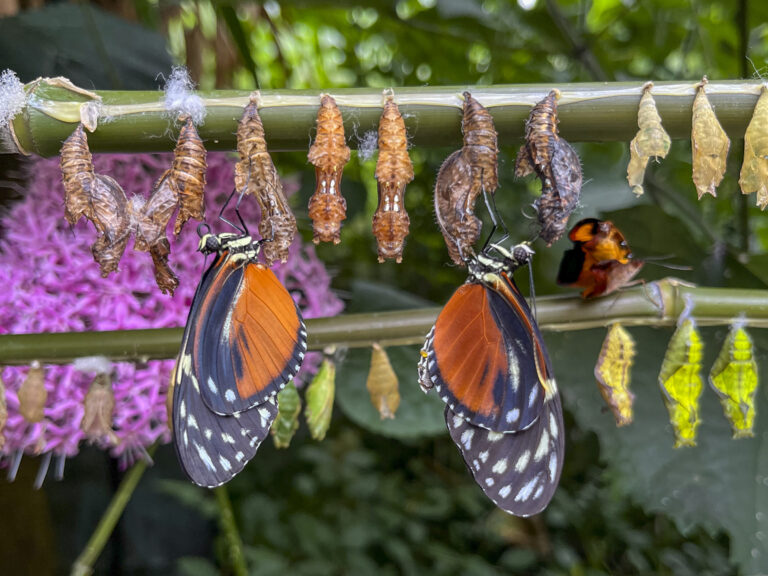Two butterflies hanging on a branch of chrysalises
