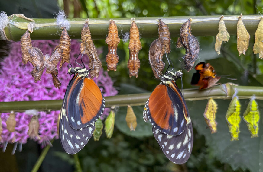 Two butterflies hanging on a branch of chrysalises