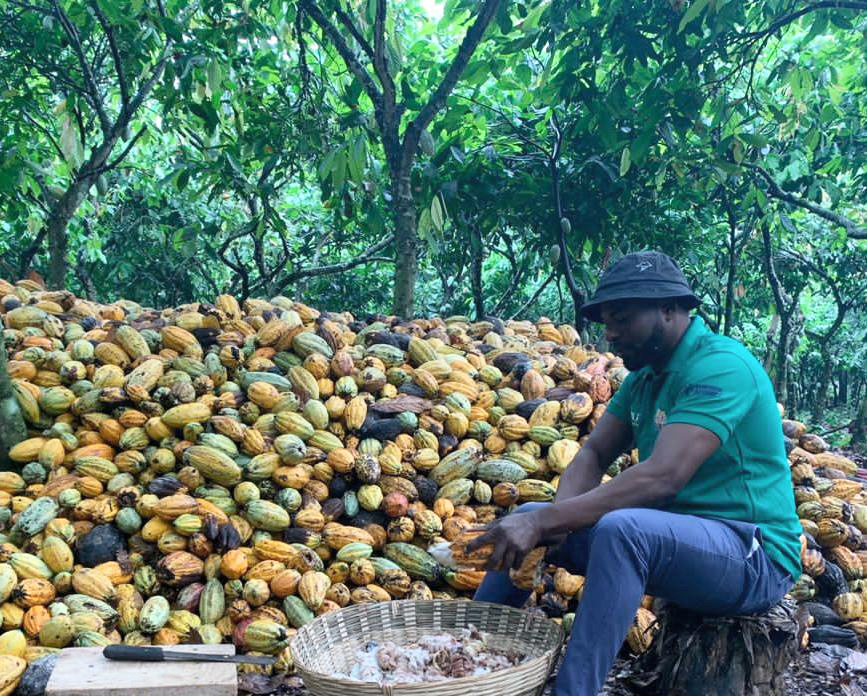 A picture of a Ghanaian farmer sitting next to a pile of cacao pods whilst he opens them.