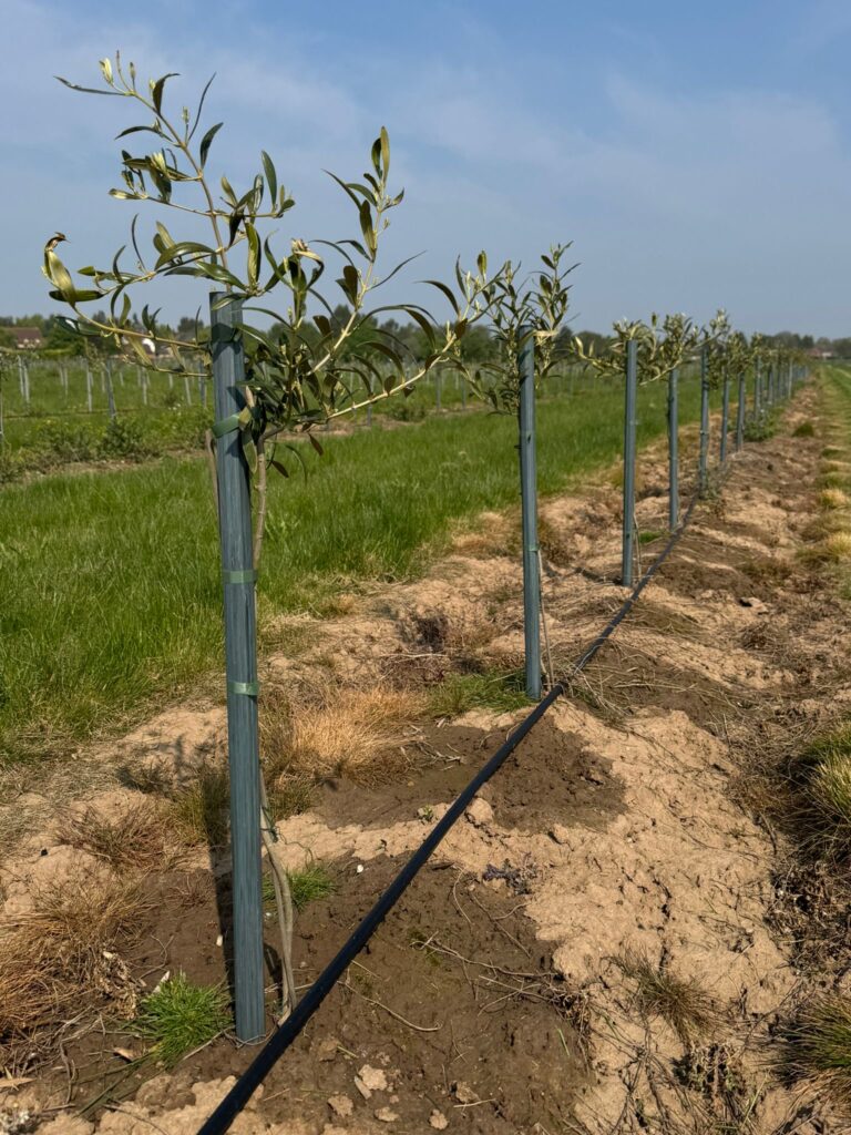 A line up of olive trees planted at The English Olive Company farm.