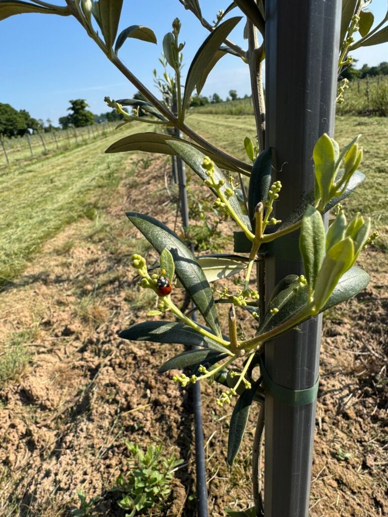 A ladybug travels the branches and leaves of an olive tree planted at The English Olive Company farm.
