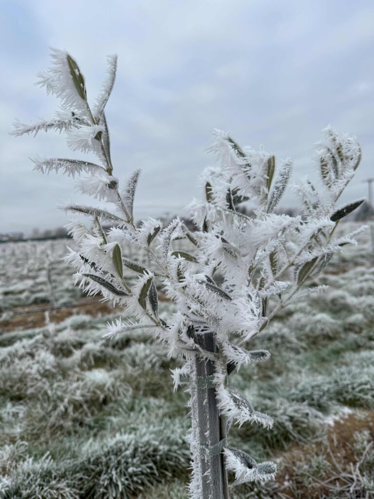 An image of frost covering The English Olive Co. olive trees in Lincolnshire.