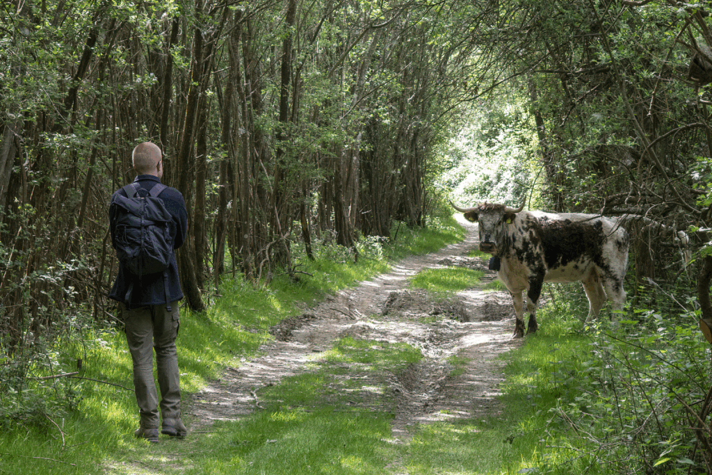Ned Win walking along a path towards a cow on the Knepp Estate