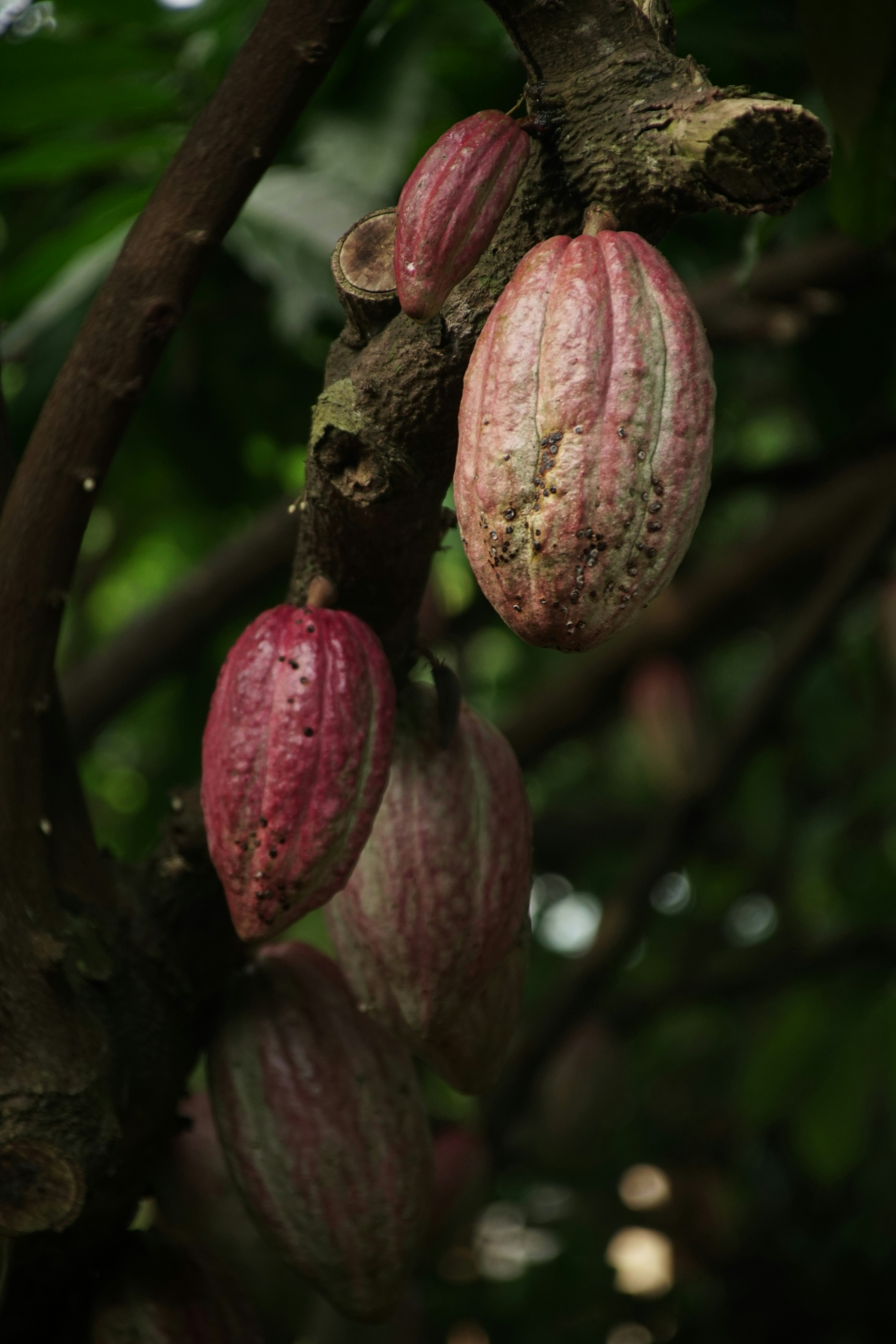 A cacao plant, with large red pods