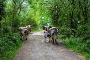 A group of long-horned cattle on a footpath at the Knepp Estate