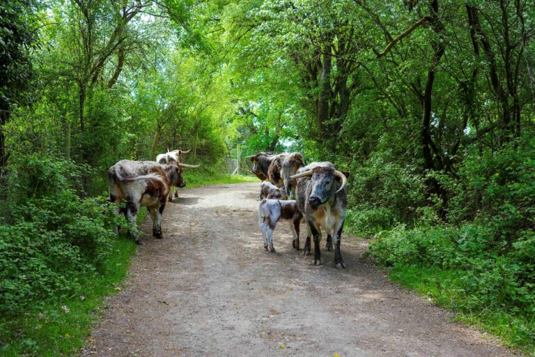 A group of long-horned cattle on a footpath at the Knepp Estate