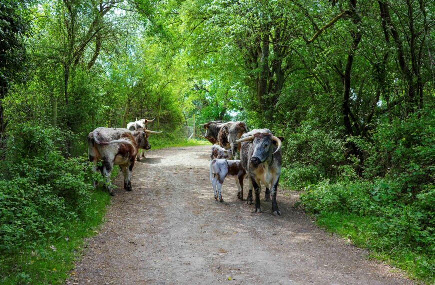 A group of long-horned cattle on a footpath at the Knepp Estate