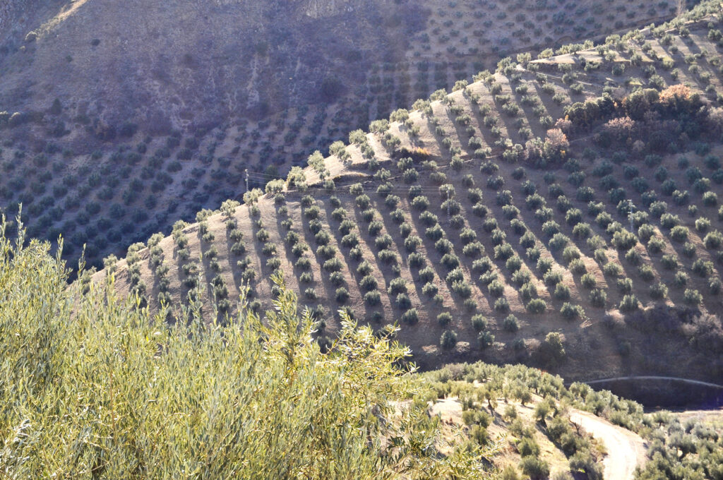 A large hill covered in olive trees in Spain.