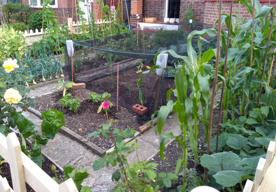 A traditional front garden, with a light wooden fence, bushes surrounding plants and a light net on a flower bed
