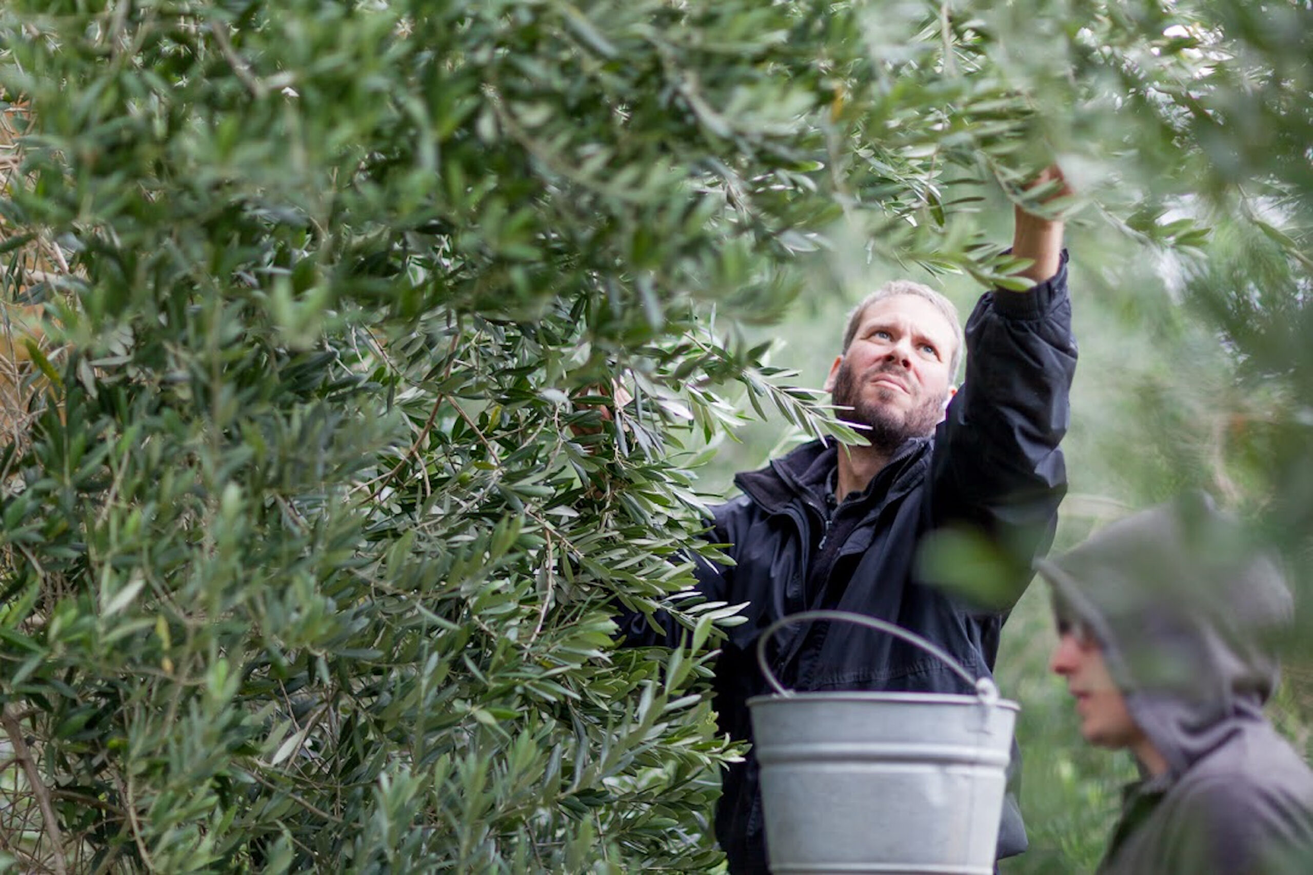 A man reaches into an olive tree to pick an olive.