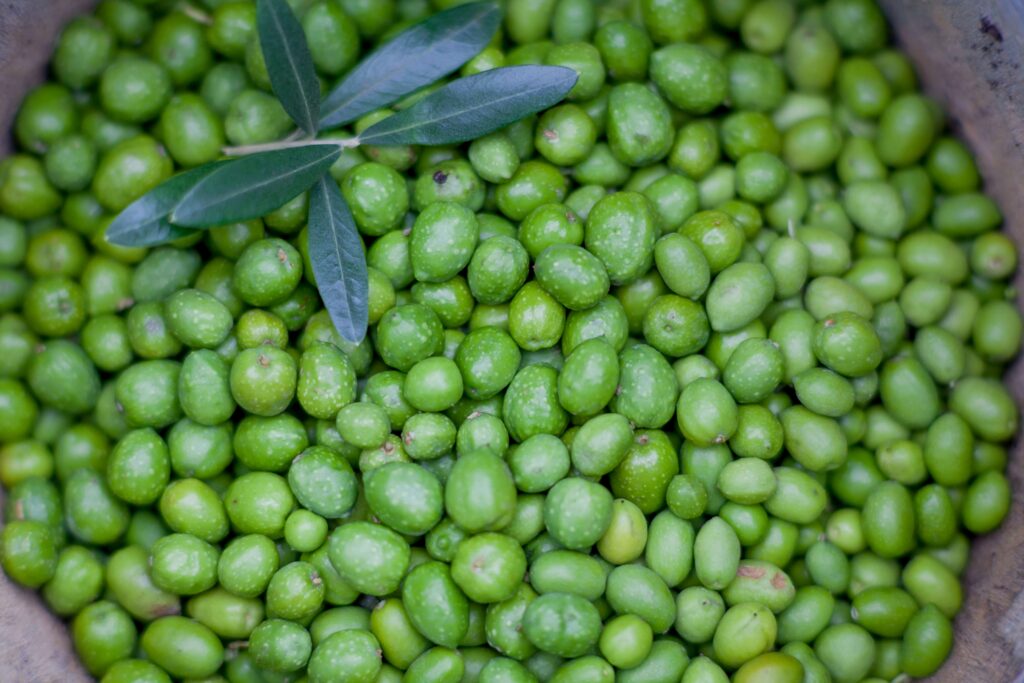 A harvest of bright green olives in a container at Ventnor Botanic Garden, Isle of Wight.