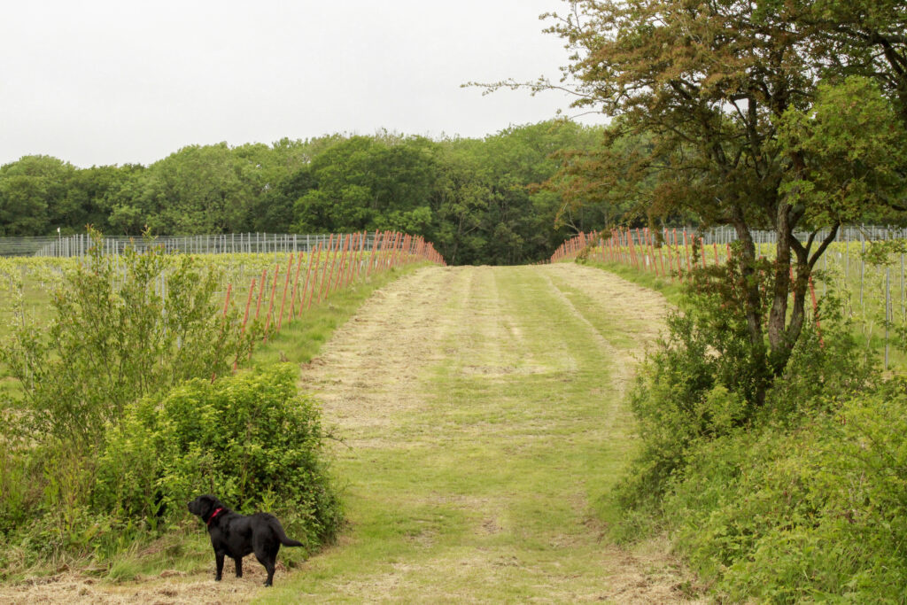 black dog in a vineyard