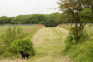 black dog in a vineyard