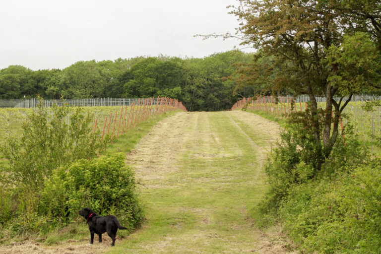 black dog in a vineyard