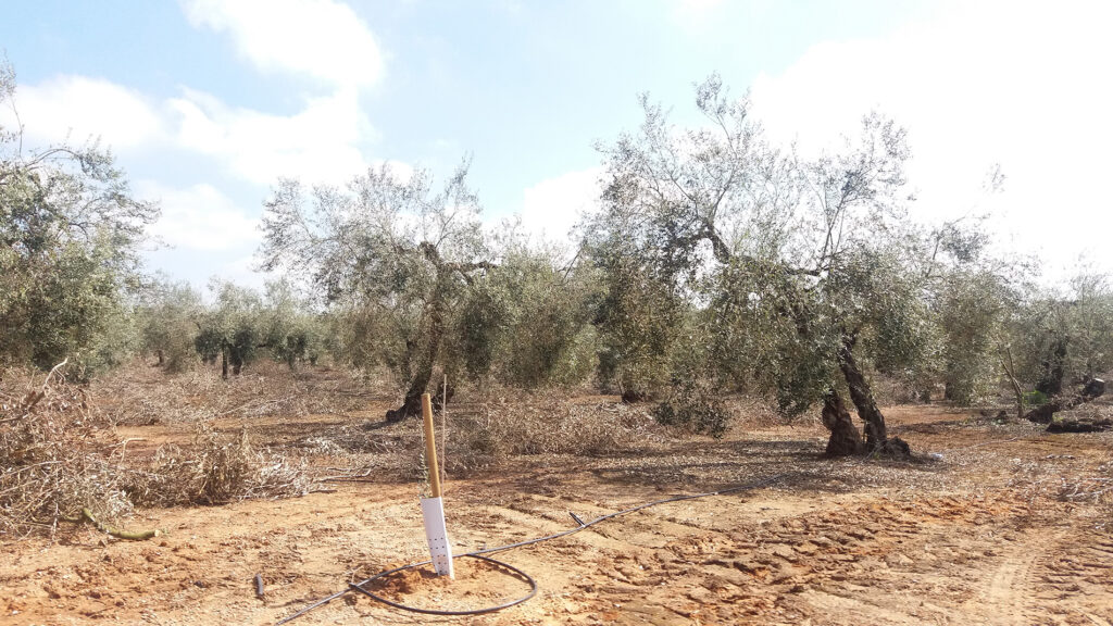An image of new olive trees with a data-driven irrigation system installed in the ground beside them