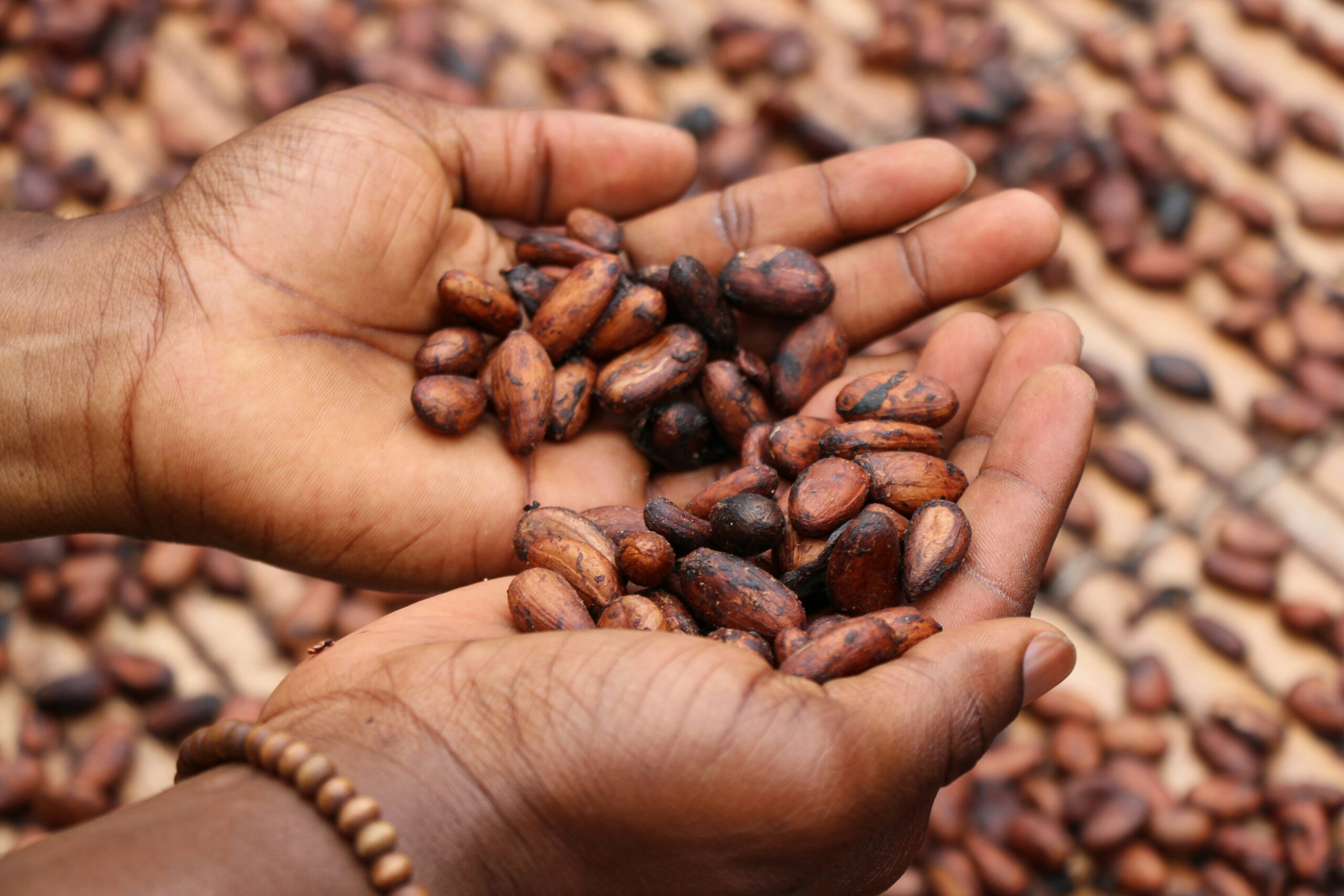 An image of cocoa beans in someone's hands